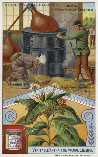 Preparing Camphor in Japan by European School